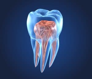 Transparent teeth. 3d renderings of endodontics inner structure