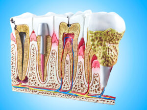Teeth, dental section model.